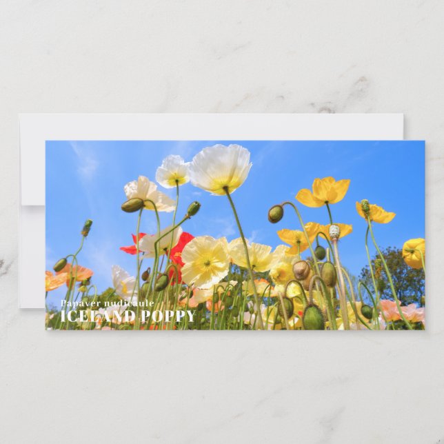 Tarjeta Iceland Poppy (Anverso)