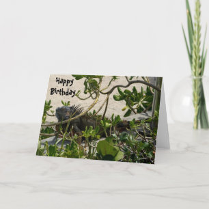 Tarjeta Iguana