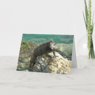 Tarjeta Iguana sobre las rocas en Santo Tomás