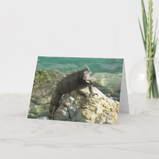 Tarjeta Iguana sobre las rocas en Santo Tomás