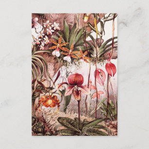 Tarjeta Ilustracion 1911 de la variedad de la flor de la
