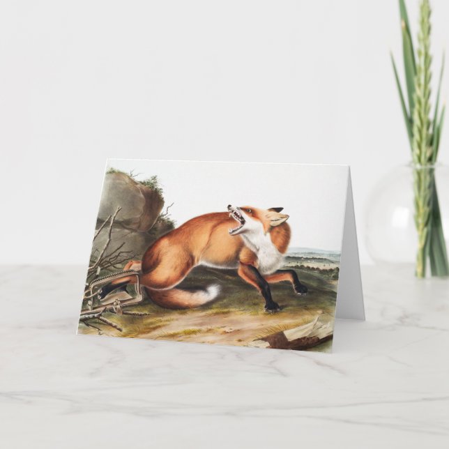 Tarjeta Ilustracion americano de Fox Roja (Vulpes Fulvus) (Anverso)