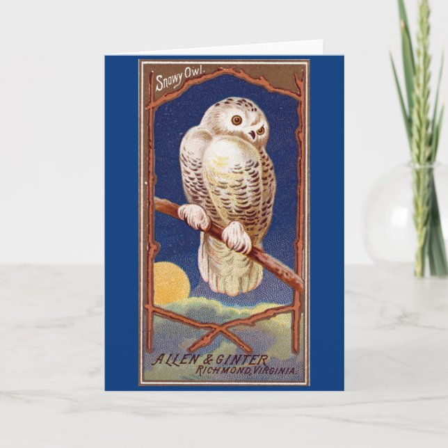 Tarjeta Ilustracion de búho de nieve (Anverso)