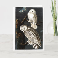 ilustracion de búho de nieve de Audubon