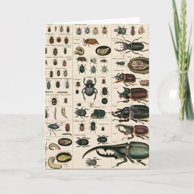 Tarjeta Ilustracion de escarabajo de época (Anverso)