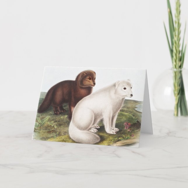 Tarjeta Ilustracion de Fox Ártica (Vulpes Lagopus) (Anverso)