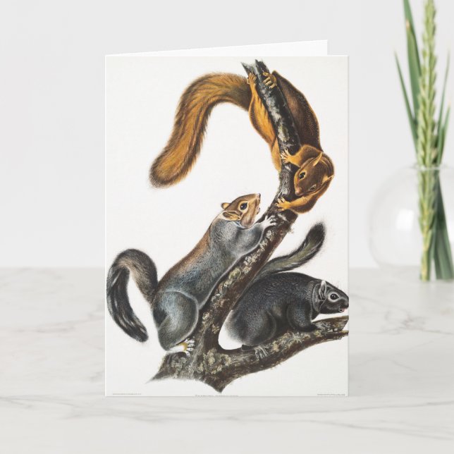 Tarjeta Ilustracion de la ardilla del gato (Sciurus cinere (Anverso)