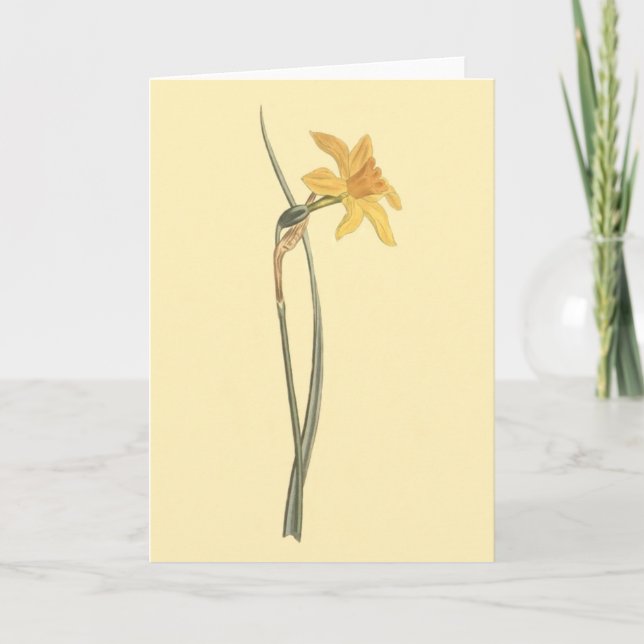 Tarjeta Ilustracion de la flor del amarillo del narciso de (Anverso)