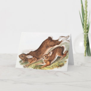Tarjeta Ilustracion del Hare Septentrional (Lepus American