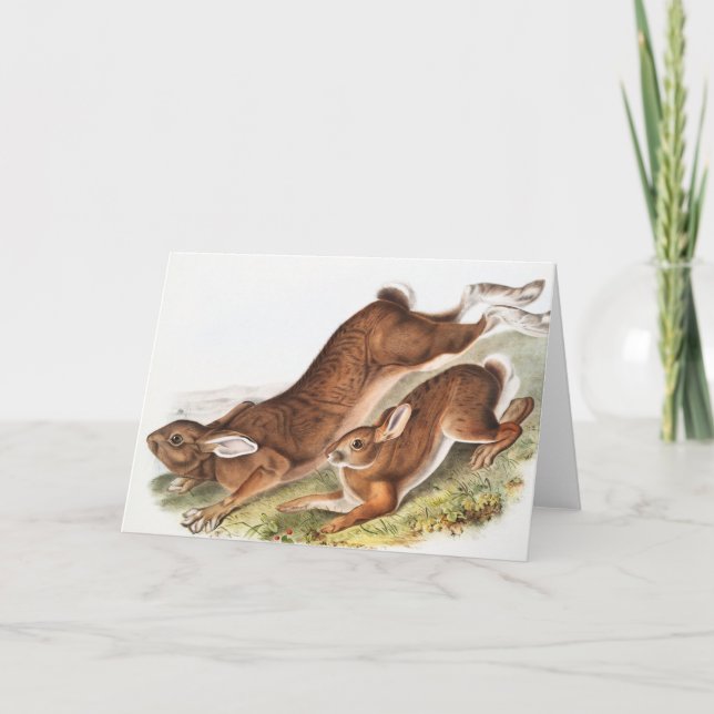 Tarjeta Ilustracion del Hare Septentrional (Lepus American (Anverso)