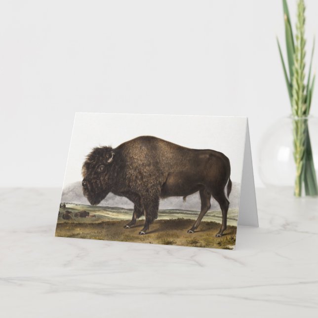 Tarjeta Ilustracion estadounidense Bison (Bos Americanus) (Anverso)