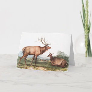Tarjeta Ilustracion Estadounidense de Elk (Cervus Canadens