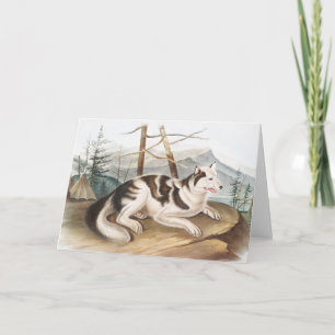 Tarjeta Ilustracion Hare Indian Dog (Canis familiaris)