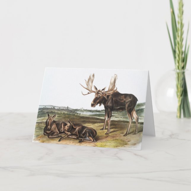 Tarjeta Ilustracion Moose Deer (Servus alces) (Anverso)