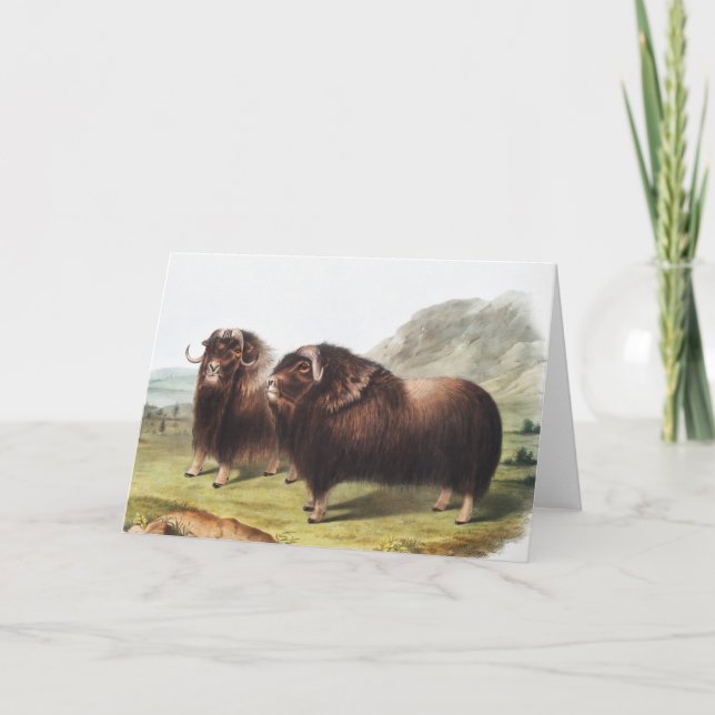 Tarjeta Ilustracion Musk Ox (Ovibos moschatus) (Anverso)