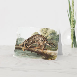 Tarjeta Ilustracion Ocelot, Leopard Cat (Felis pardalis)