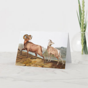 Tarjeta Ilustracion Ovis montana