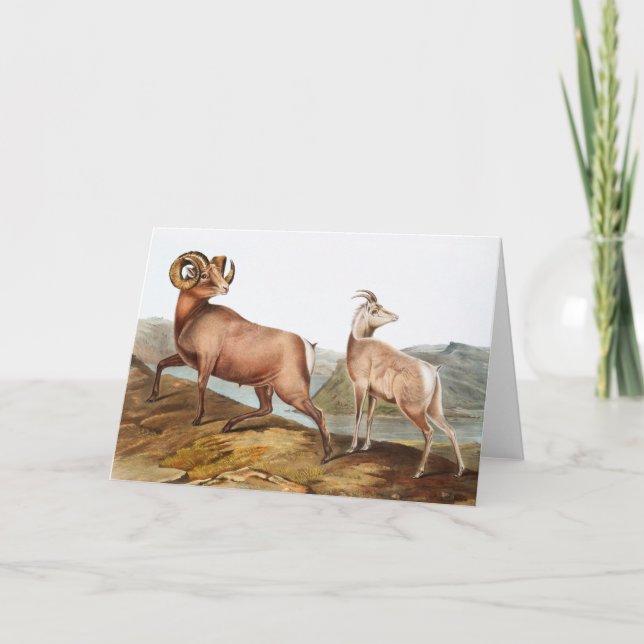 Tarjeta Ilustracion Ovis montana (Anverso)