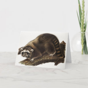 Tarjeta Ilustracion Raccoon (Procyon lotor)