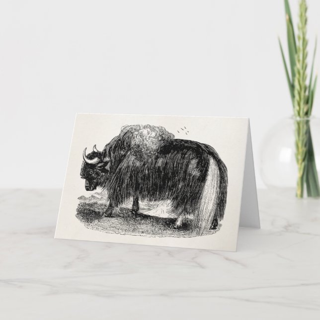 Tarjeta Ilustracion retro del animal de los yacs de los (Anverso)