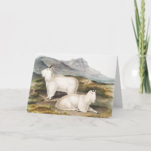 Tarjeta Ilustracion Rocky Mountain Goat (Capra Americana)