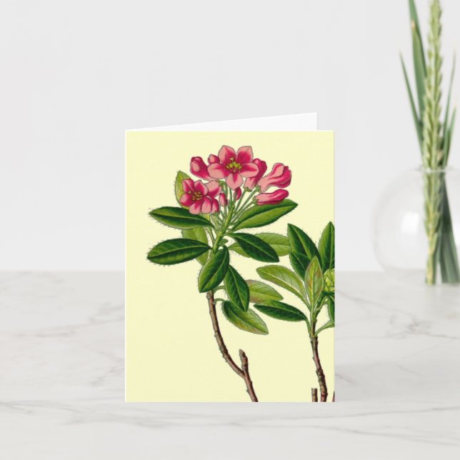 Tarjeta ilustracion rosado de rododendros (Anverso)