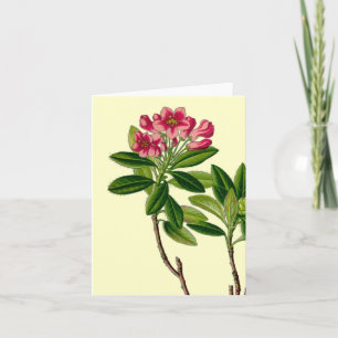Tarjeta ilustracion rosado de rododendros