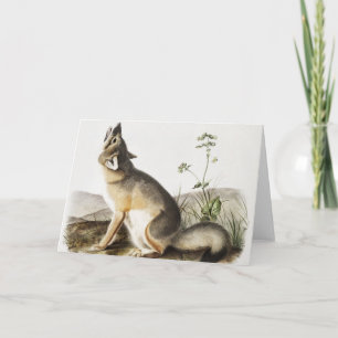 Tarjeta Ilustracion Swift Fox (Vulpes velox)