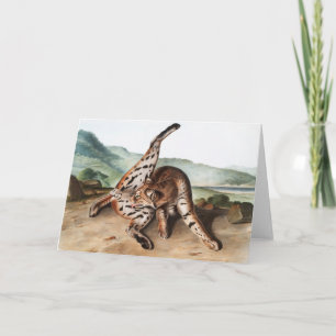 Tarjeta Ilustracion Texan Lynx (Lynx rufus var maculatus)