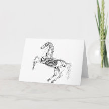 Ilustración victoriana del esqueleto de caballo