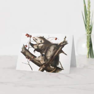 Tarjeta Ilustracion Virginia Opossum Didelphis Virginia