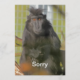Tarjeta I'm Sorry