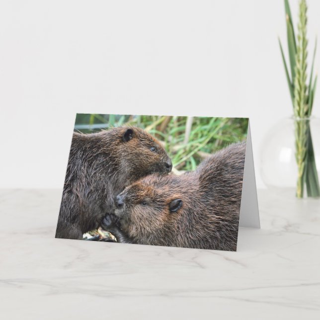 Tarjeta Imagen de Beavers Grooming (Anverso)