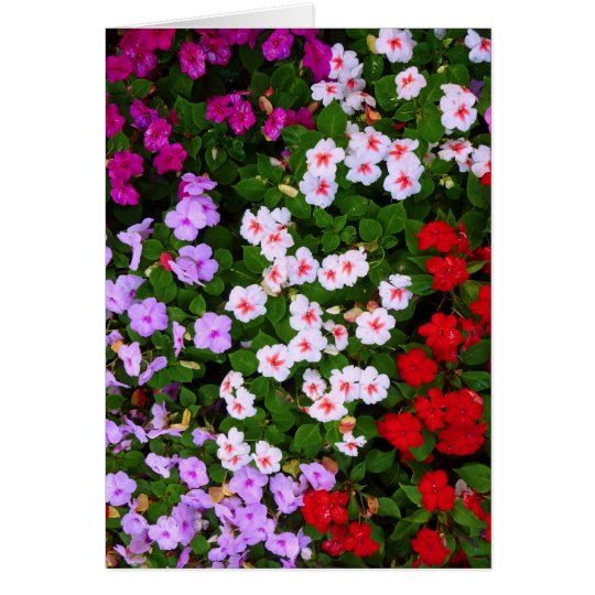 Tarjeta Impatiens colorido