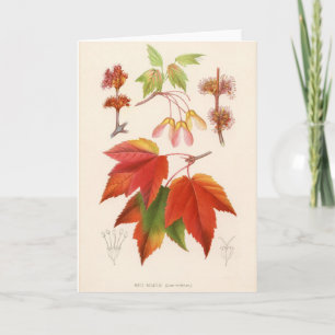Tarjeta Impresión botánica - arce rojo (rubrum del acer)