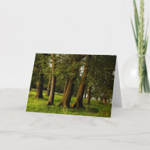 Impresión de bosque de roble antiguo