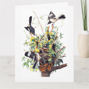 Tarjeta Impresión de sinsonte por Audubon