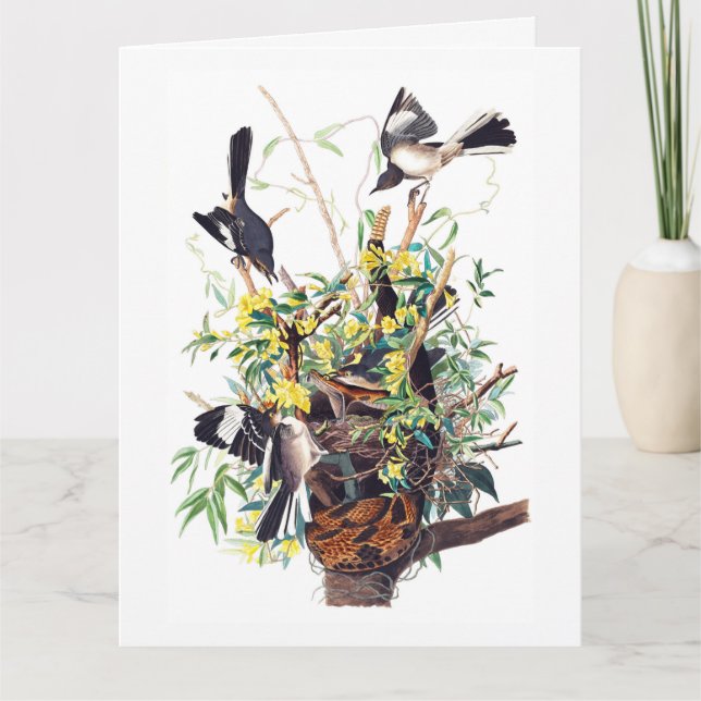 Tarjeta Impresión de sinsonte por Audubon (Anverso)