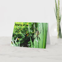 Impresionante fotografía de araña de jardín amaril
