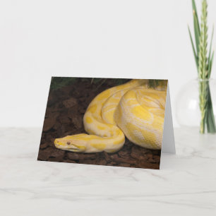 Tarjeta Impresionante Python birmano amarillo