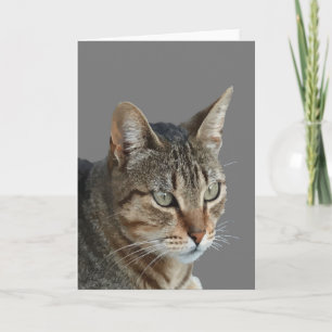 Tarjeta Impresionante Vector de retrato de gato atigrado d