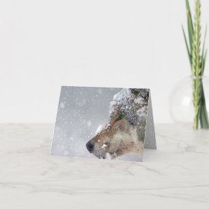 Tarjeta Incursión de lobo cubierto de nieve en caída de ni