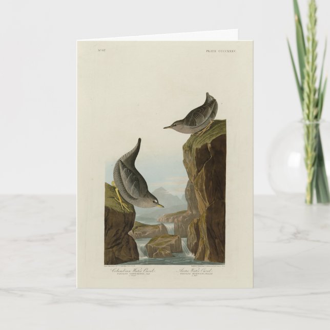 Tarjeta Indignación por el agua colombiana, pájaros de Amé (Anverso)