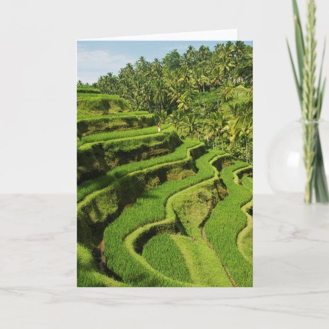 Tarjeta Indonesia, Bali| Plantones de arroz (Anverso)