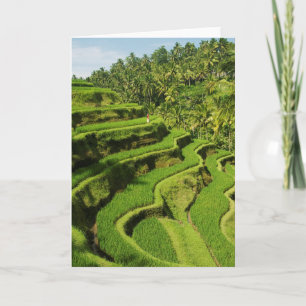 Tarjeta Indonesia, Bali  Plantones de arroz