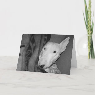 Tarjeta Inglés bull terrier Snuggled debajo de una manta -