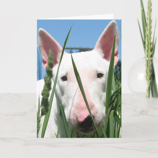 Tarjeta Inglés lindo bull terrier (Anverso)