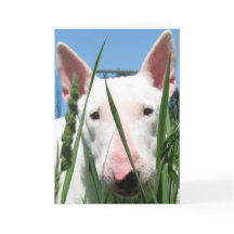 Inglés lindo bull terrier
