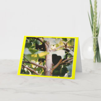 TARJETA INKY2