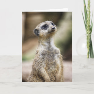 Tarjeta InquisitiveMeerkat